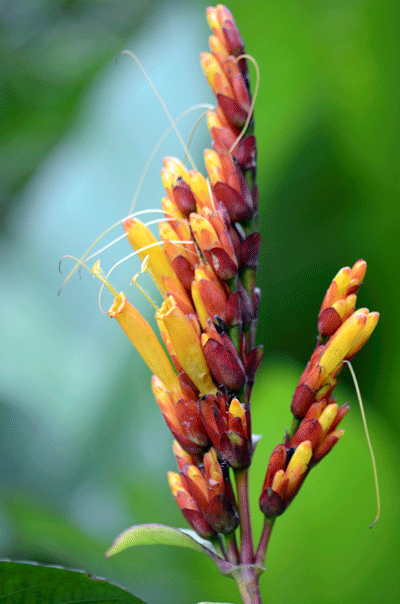tropische Pflanze in der Karibik