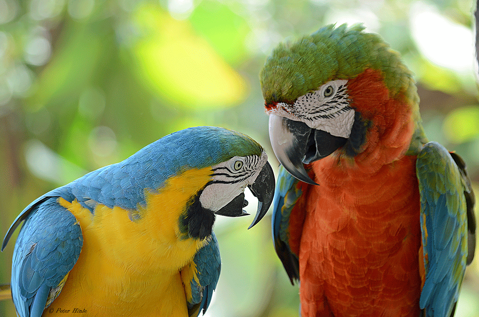 Papageien im Zwiegespräch, Gatorland Florida
