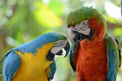 Papageien im Zwiegespräch, Gatorland, Orlando