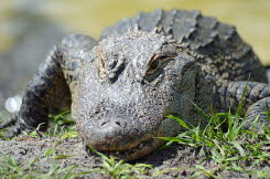 Alligator im Gatorland, Orlando